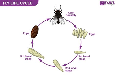 House Fly Life Cycle Time