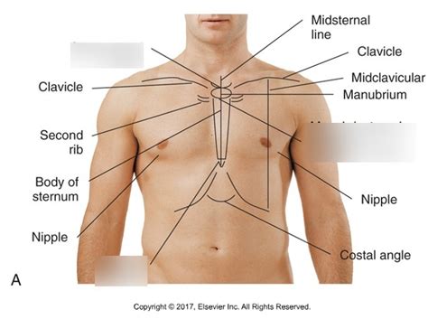 Respiratory Assessment Diagram | Quizlet