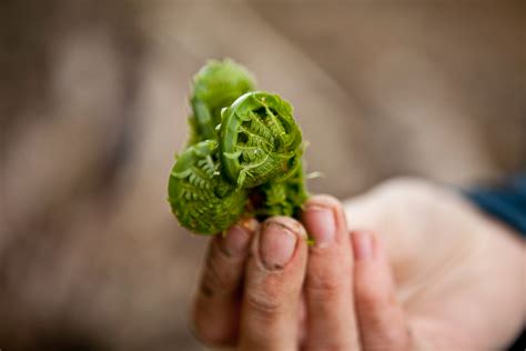 Expert Tips for Foraging Edible Plants in the Wild | The Manual