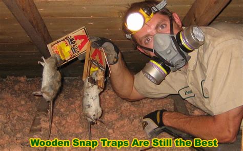 Attic Rat | How to Get Rid of Rats in The Attic