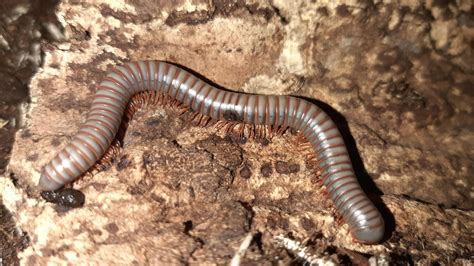 Help! Millipede injured? : r/millipedes