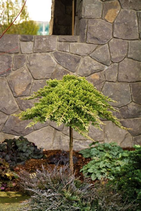 Dwarf Evergreen Flowering Shrubs Zone 5