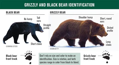 Silverback gorilla vs grizzly bear size comparison - courtmery