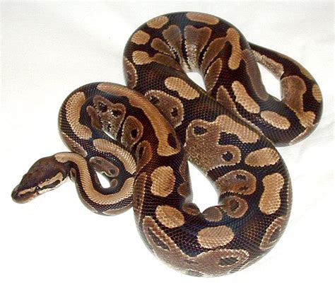 Baby Ball Pythons White Python regius