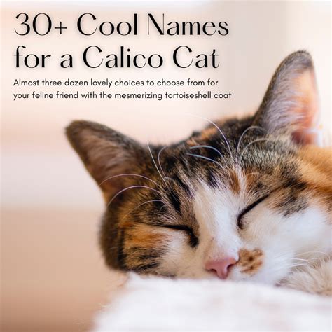 30+ Great Names for a Calico or Tortoiseshell Cat - PetHelpful