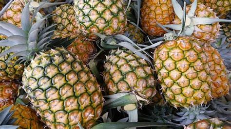 How to Grow Pineapple Seeds — A Pineapple From Seed