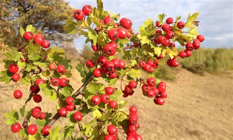 Hawthorn Berry Benefits - Linden Botanicals