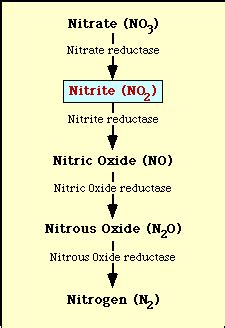 Nitrate Reduction Test: Principle, Procedure, Results • Microbe Online