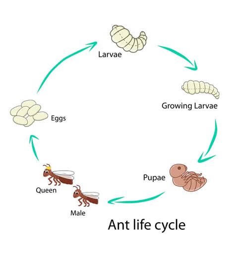 Pavement Ant Life Cycle