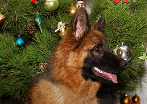 Young German Shepherd Dog in Front of Christmas Tree Stock Image ...