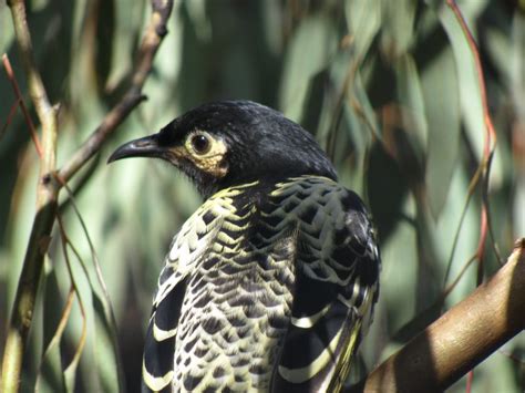 Regent Honeyeater – WOODiWiLD