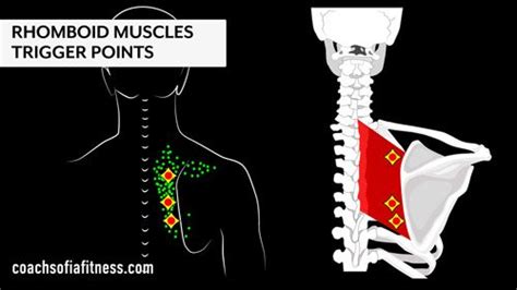 Fast Rhomboid Muscle Pain Relief: Exercises & Stretches - Coach Sofia ...