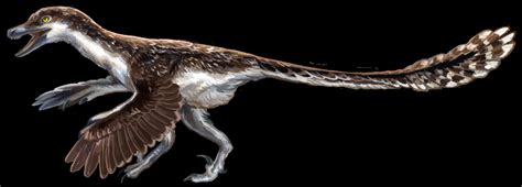 Velociraptor Feathers Jurassic Park