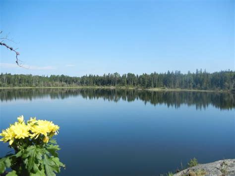 Pictures of Northern Saskatchewan Wildlife