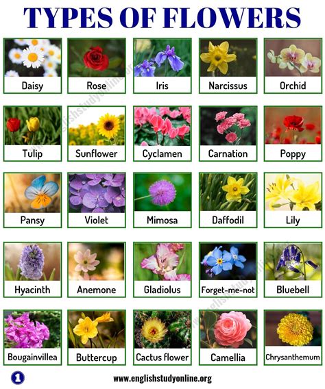 Types Of Flowers With Names And Meanings