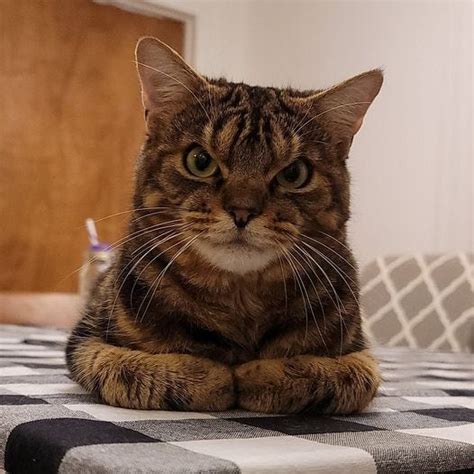 Ohio shelter cat becomes famous for his resting cranky face