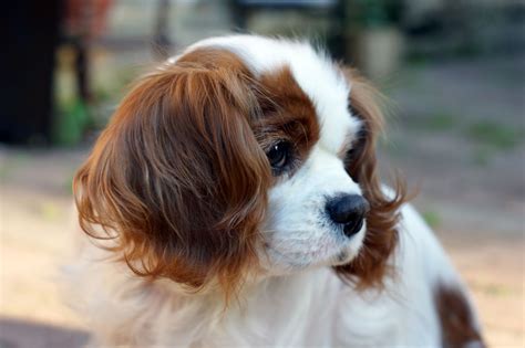 Cavalier King Charles Spaniel Information - Dog Breeds at thepetowners