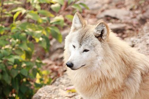 Tibetan Wolf Facts, Habitat, Behavior, Lifespan and Pictures