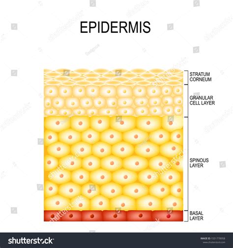 Skin Cells Structure Layers Epidermis Cornified Stock Vector (Royalty ...