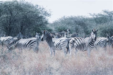 Selective Focus Photography of Zebra · Free Stock Photo