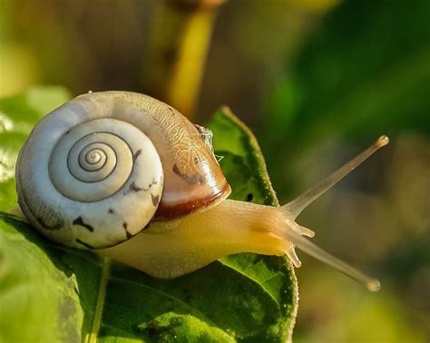 White and Brown Shell Snail on Green Leaf · Free Stock Photo