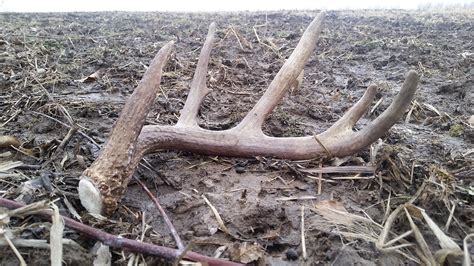 Shed Antler Hunting -- tips to help you find more shed antlers!