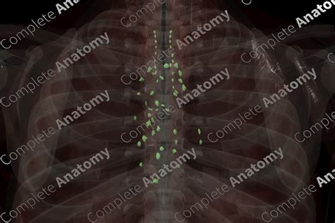 Mediastinal Lymph Nodes | Complete Anatomy