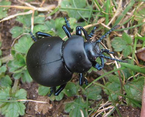 Gower Wildlife: Spring beetles