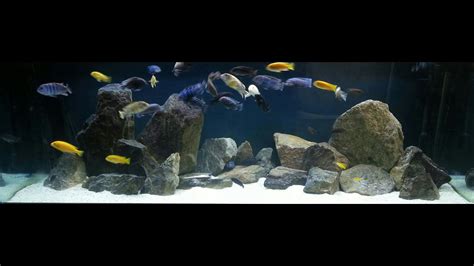 African Cichlid Tank Decoration Ideas | Shelly Lighting