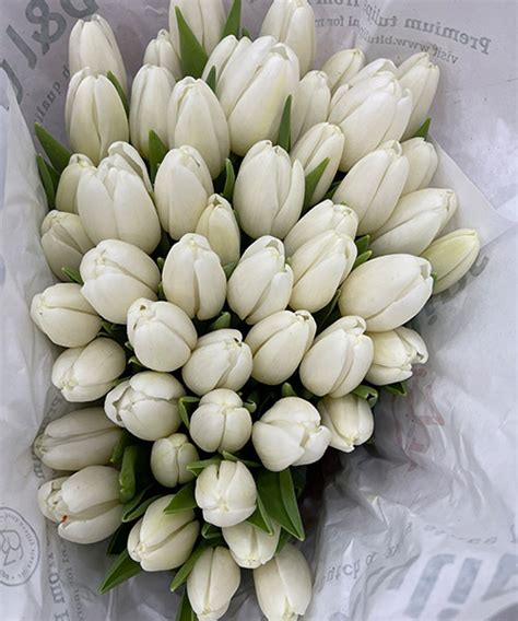 Hoa Tulip Trắng Hà Lan - Bó 10 cành - Vựa Nàng Hoa