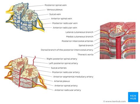 Cervical Spinal Cord Cross Section Anatomy - bmp-troll