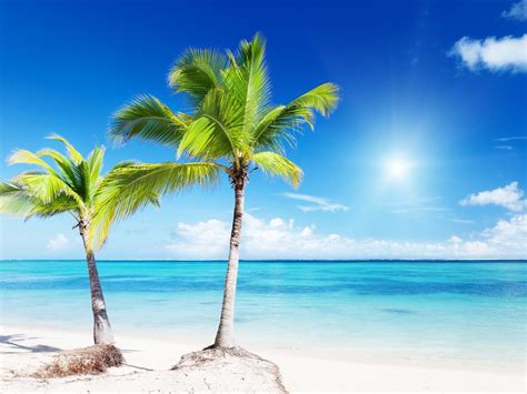 🔥 [40+] Tropical Palm Tree Wallpapers | WallpaperSafari