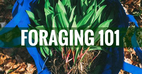 Foraging Edible Plants - A Beginner's Guide to Foraging with Confidence