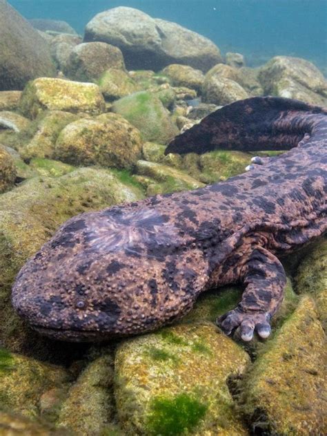 7 Interesting Facts about Japanese Giant Salamander - Reptile Craze