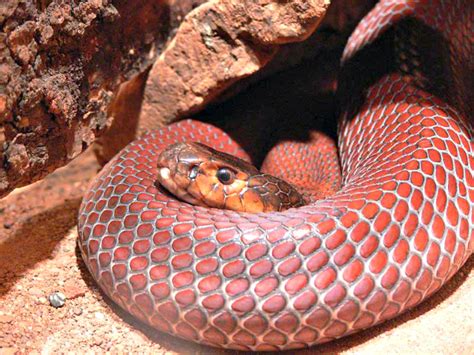 Spitting Cobra Facts You Need to Know! | Always Learning!