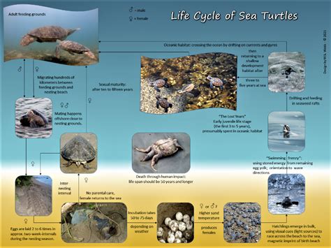 Green Sea Turtle Life Cycle Stage