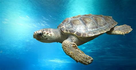 Turtle Island Zakynthos | Important Info for Tourists - Daily Travel Pill