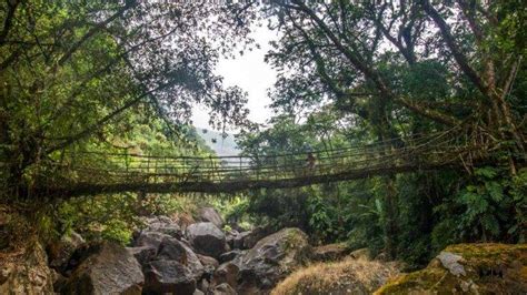 Exploring the Living Root Bridge , Meghalaya - Roaming owls