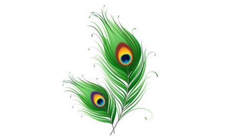 Simple Peacock Feather Sketch