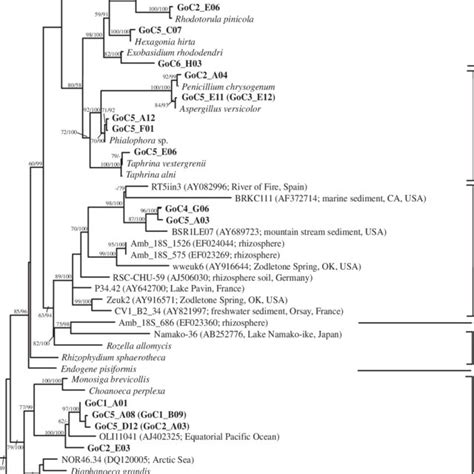 Opisthokonts phylogeny. Minimum evolution phylogenetic tree of ...