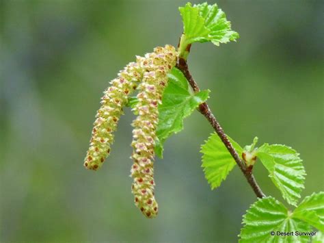 A Plant a Day: Water Birch - Betula occidentalis