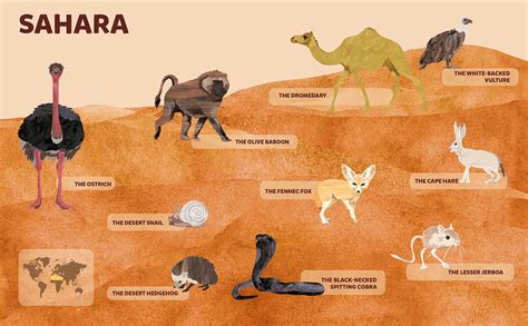 Animals – Sahara Desert | Desert animals, Sahara desert, Desert ecosystem