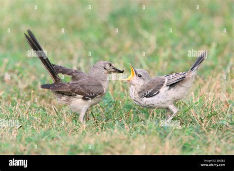 Northern Mockingbird feeding Fledgling Stock Photo - Alamy