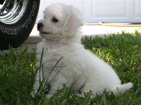 10 Best Bichon Frise Dog Names