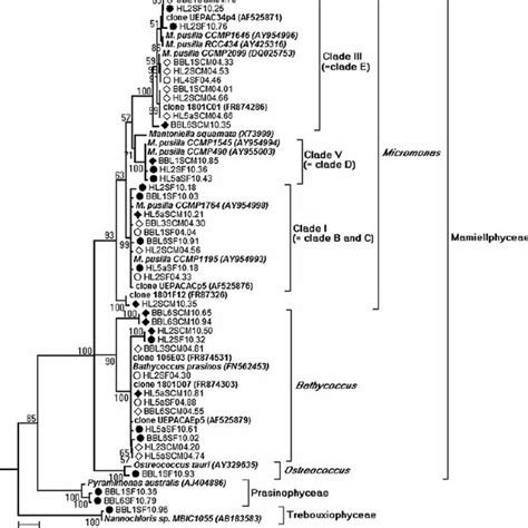 Opisthokonts phylogeny. Minimum evolution phylogenetic tree of ...