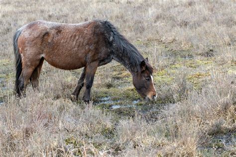 Mud Fever in Horses - Symptoms, Causes, Diagnosis, Treatment, Recovery ...