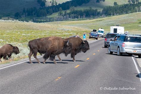 A Safari in Wyoming at the Grand Teton and Yellowstone National Parks ...