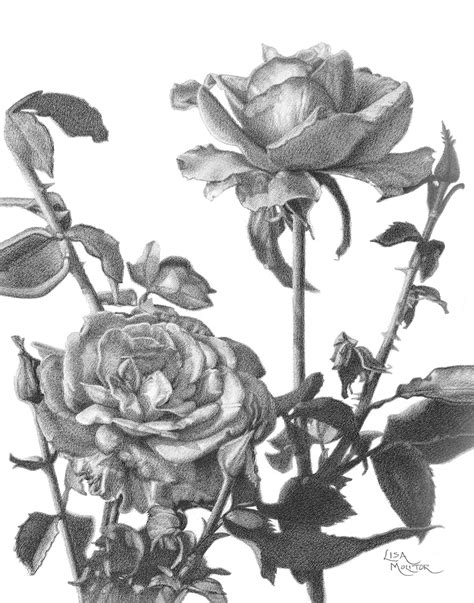 Share more than 151 easy rose flower drawings super hot - seven.edu.vn