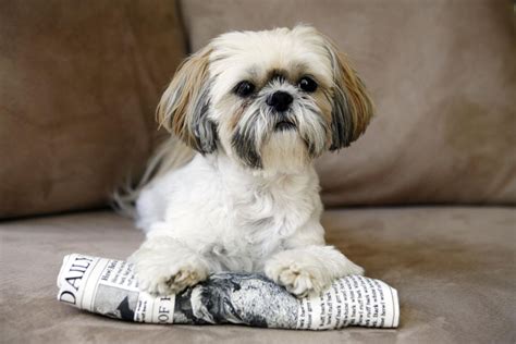 Shih Tzu - Full Profile, History, and Care