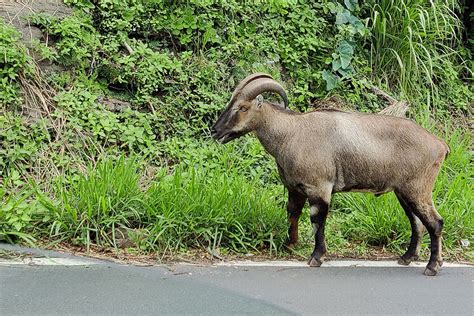 Nilgiri Tahr, Valparai, Tamil Nadu | Conservation India